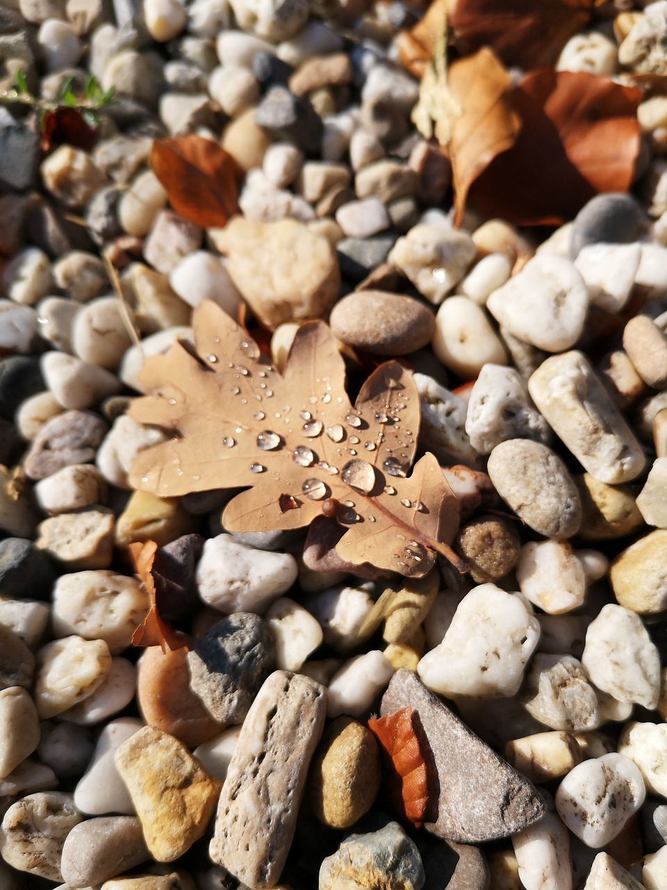 stones  walking path  dew free photo