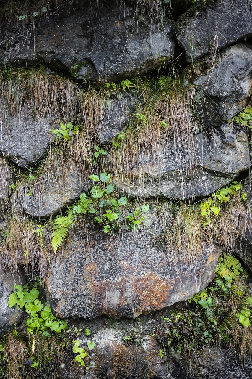 stones  grass  nature free photo