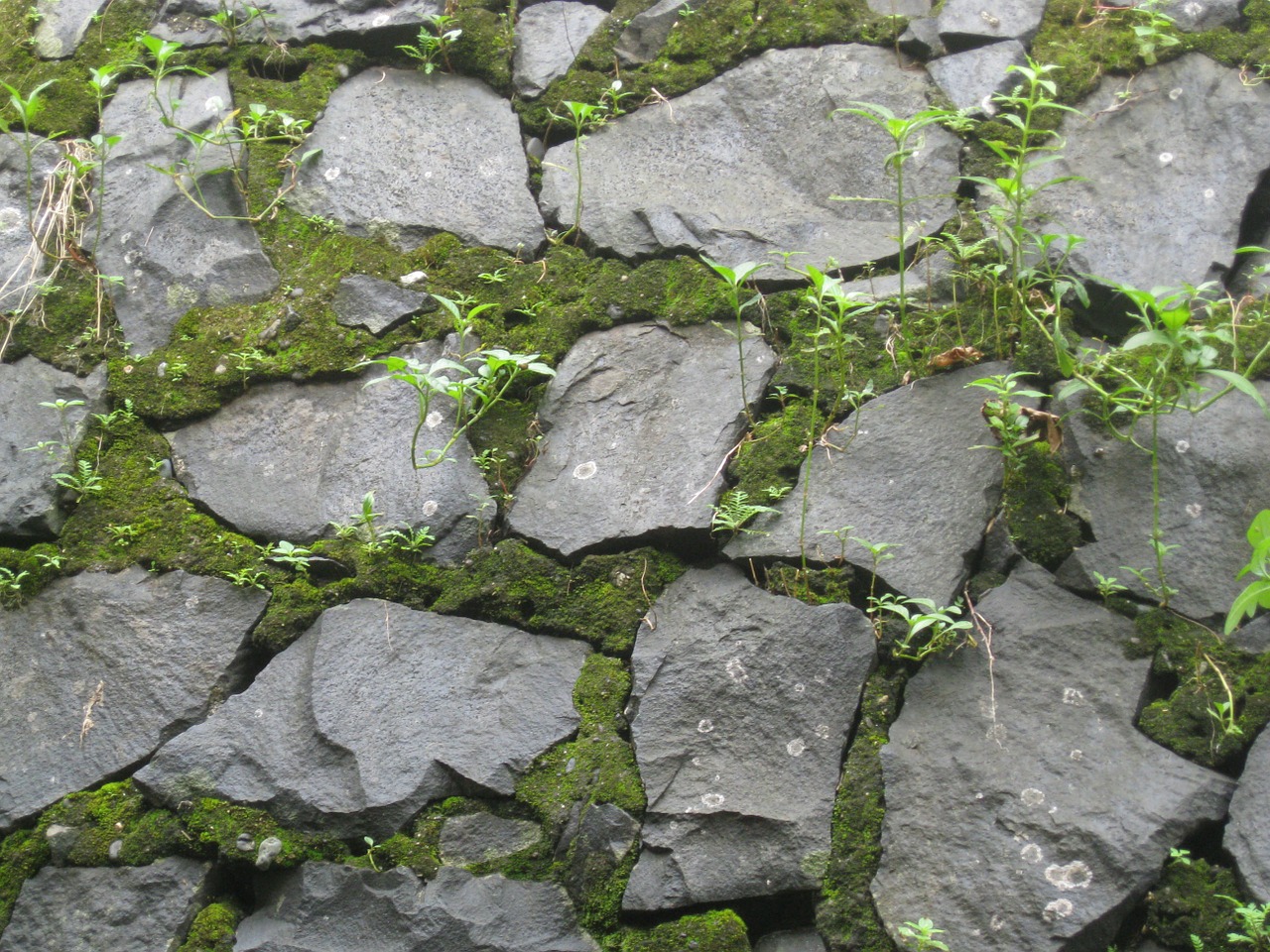 stones wall moss free photo