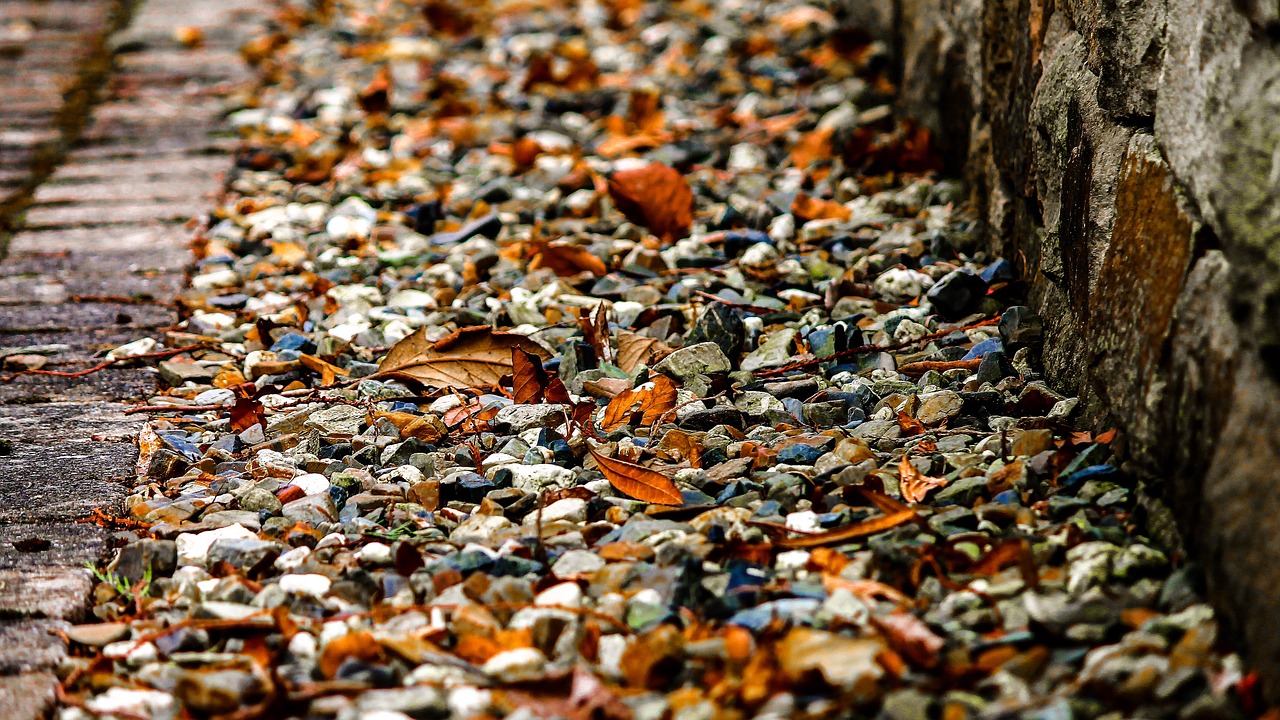 stones wall leaves free photo