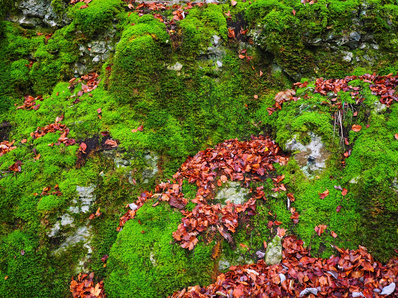 stones leaves autumn free photo