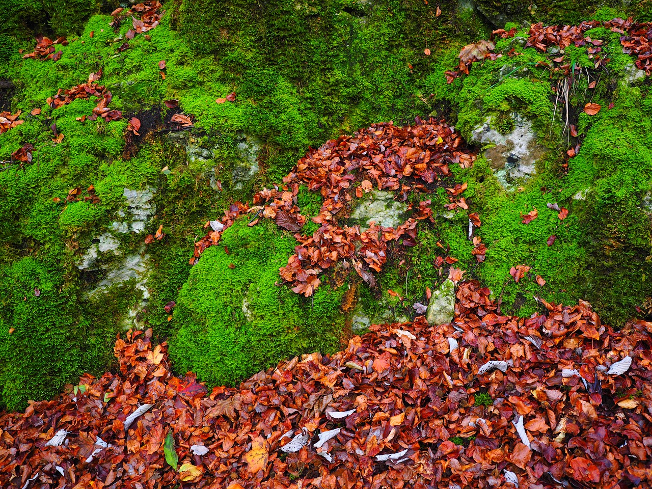 stones leaves autumn free photo