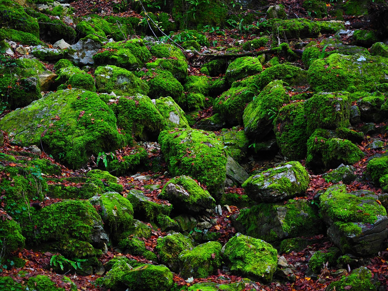 stones bemoost green free photo