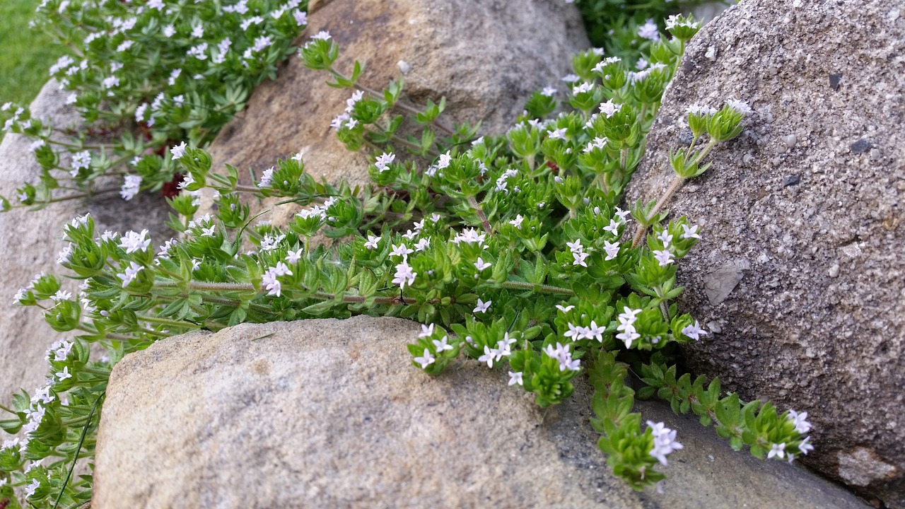 stones plant green free photo