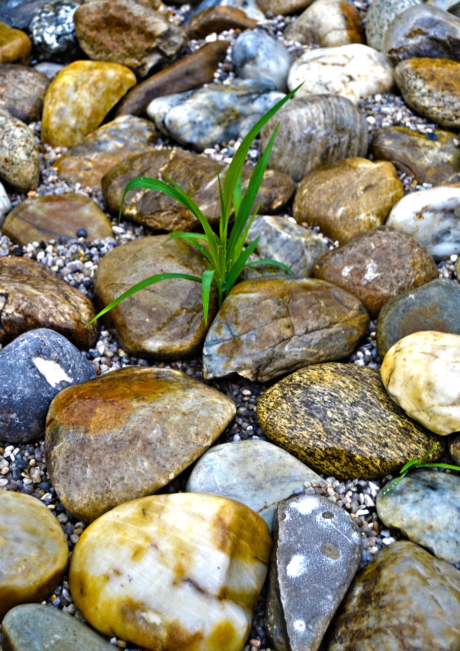 stones nature plant free photo