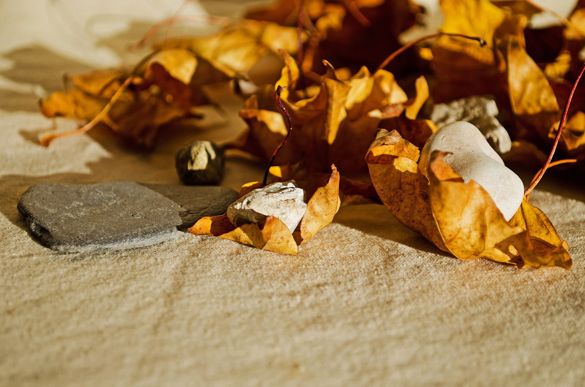 stones leaves stone free photo