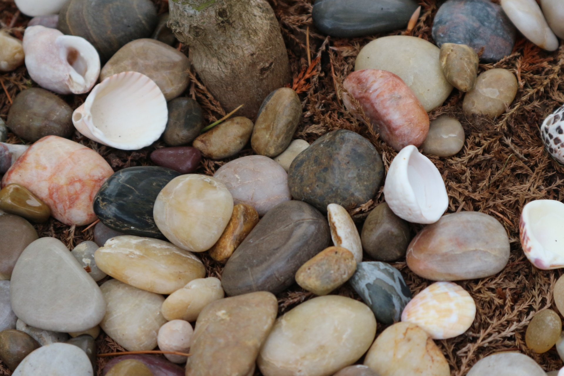 stones shells natural free photo