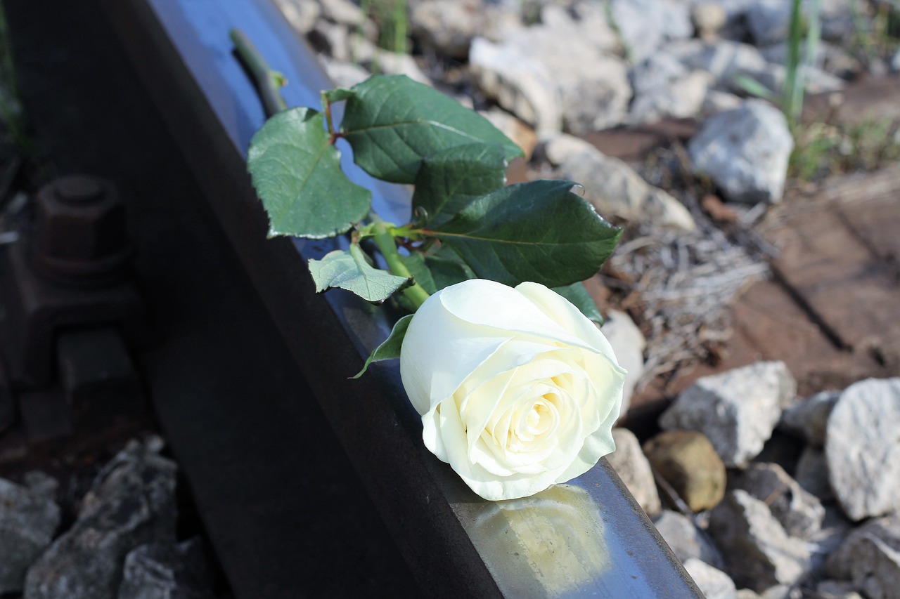 stop child suicide white rose railway free photo