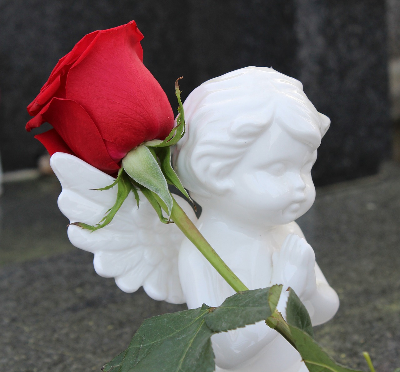 stop child suicide angel red rose free photo