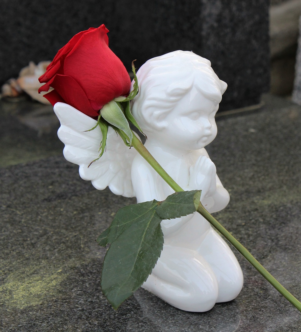 stop children suicide angel red rose free photo