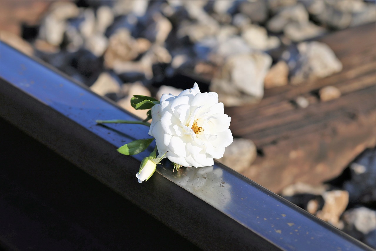 stop children suicide tiny fragile white rose railway free photo