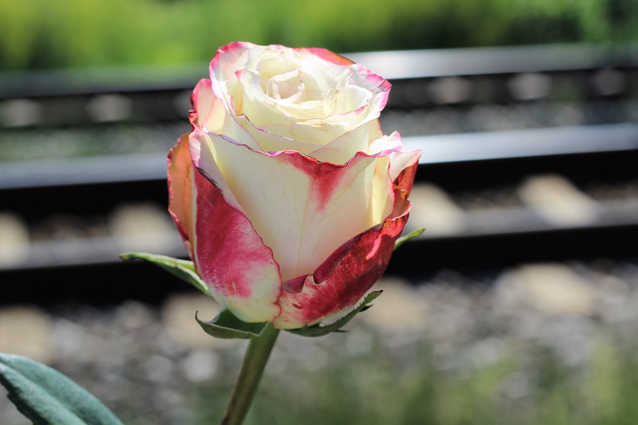 stop teenager suicide white red rose railway free photo