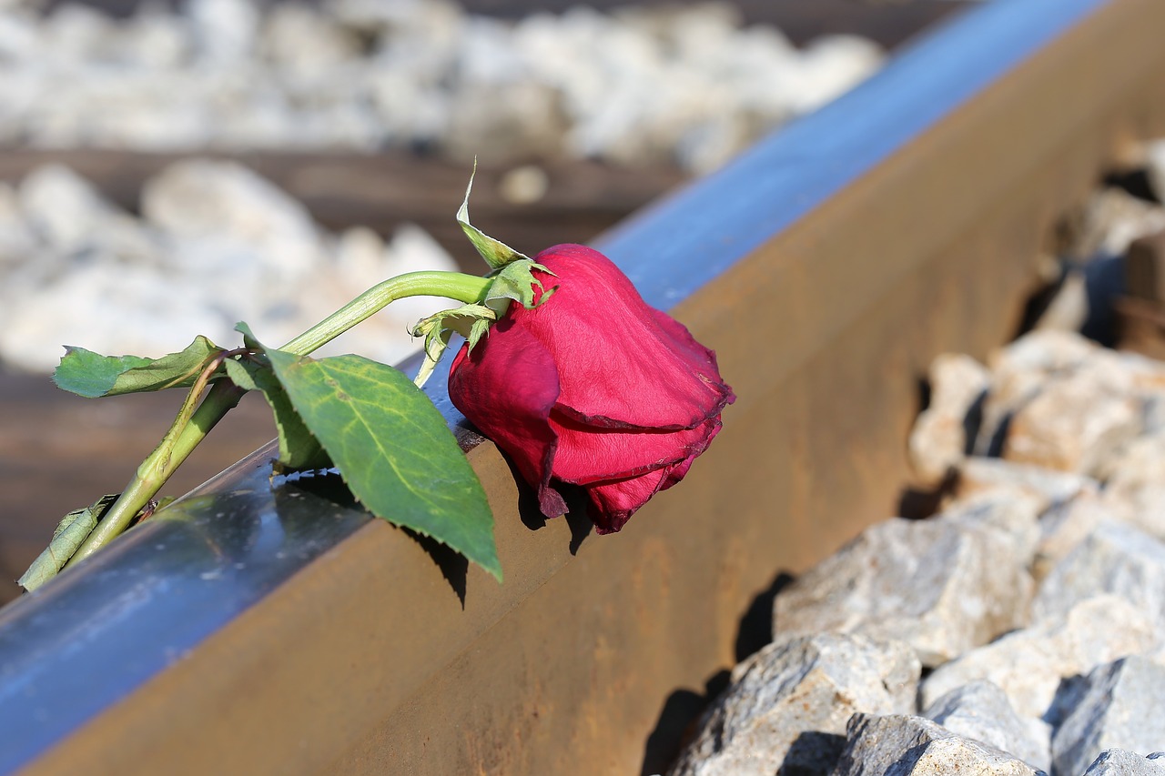 stop youth suicide  sad red rose on rail  lost love free photo