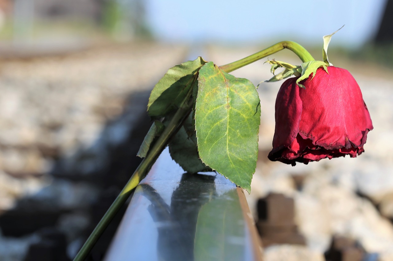 stop youth suicide  sad red rose  in pain free photo