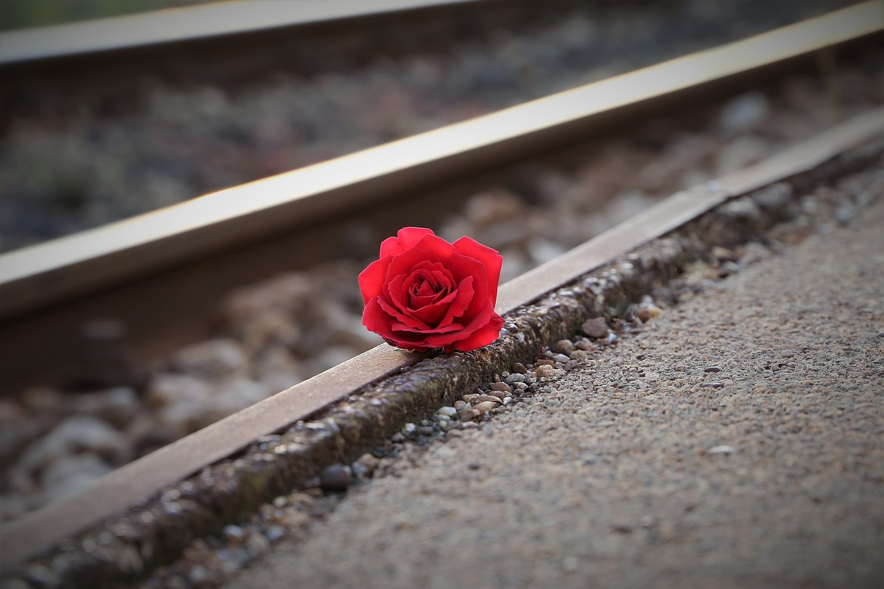 stop youth suicide  red rose near rail  remembering all victims free photo