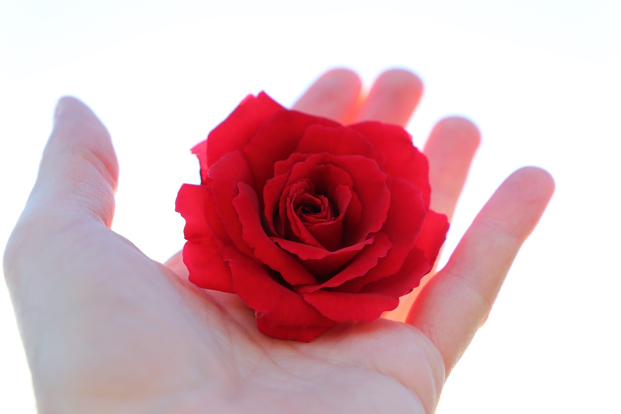 stop youth suicide  red rose in hand  with love free photo