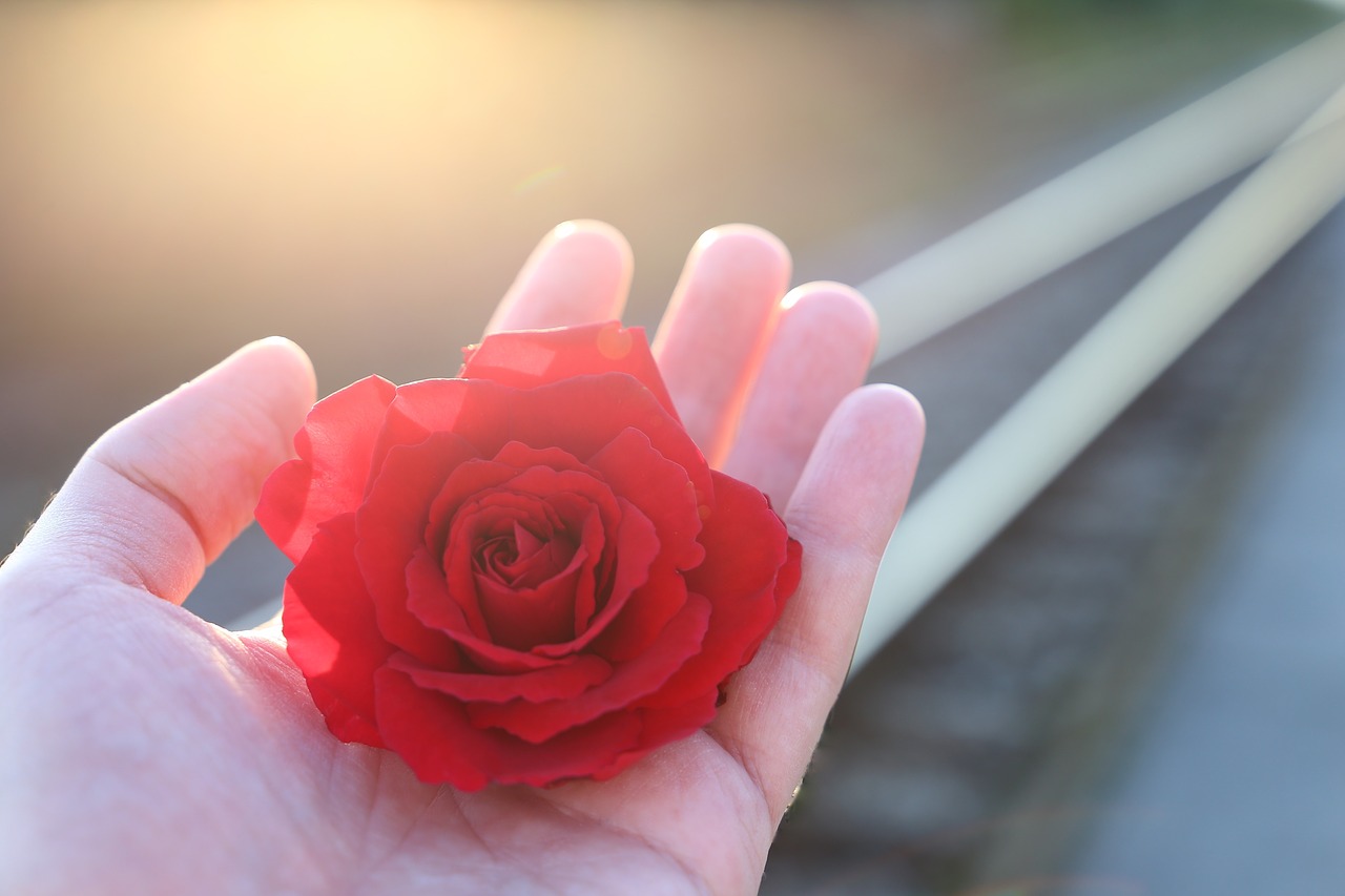 stop youth suicide  railway  red rose in hand free photo