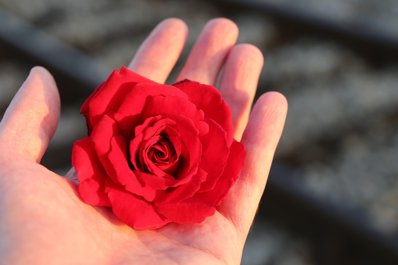 stop youth suicide  red rose in hand  railway free photo