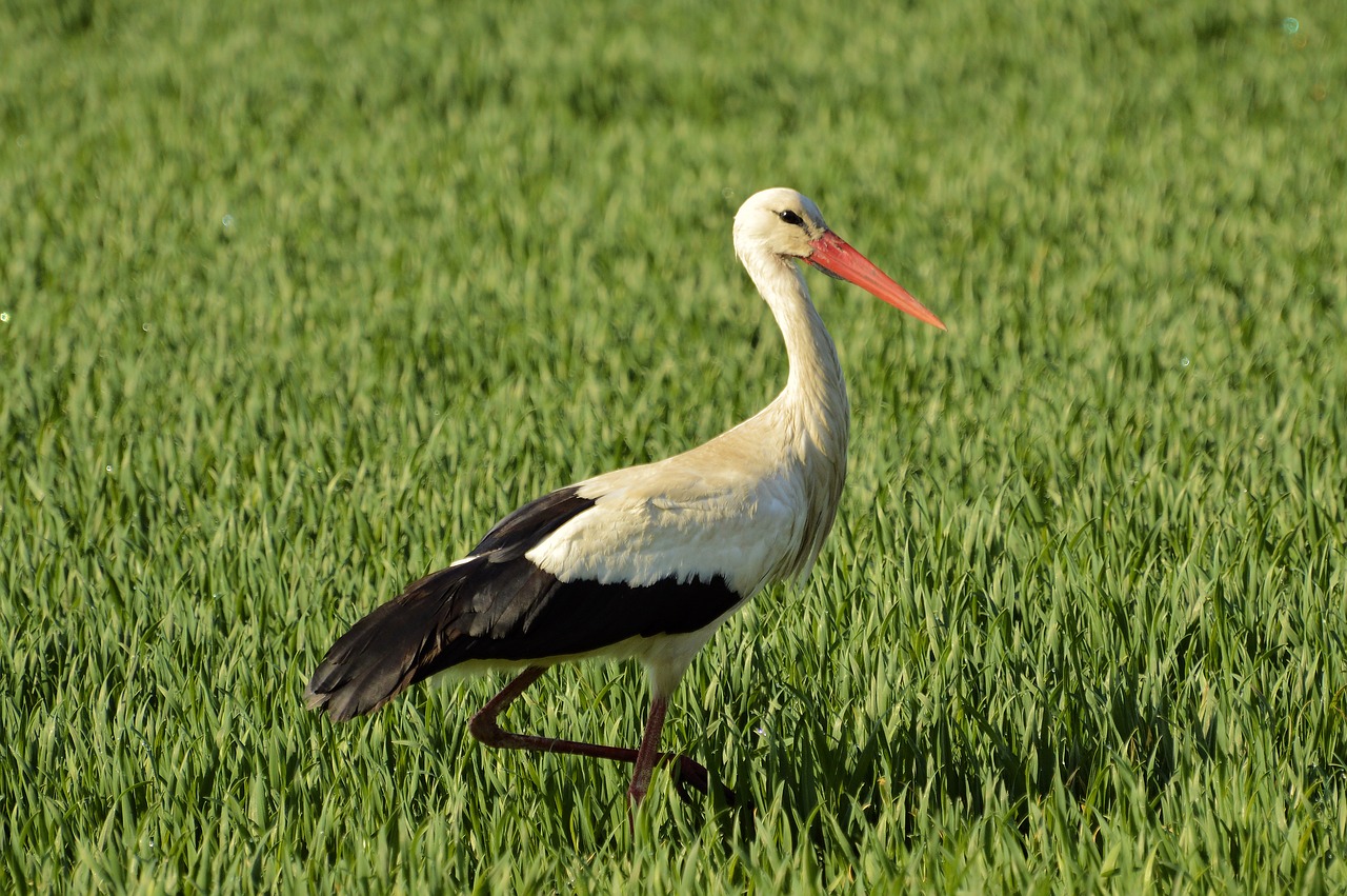 störch  bird  rattle stork free photo