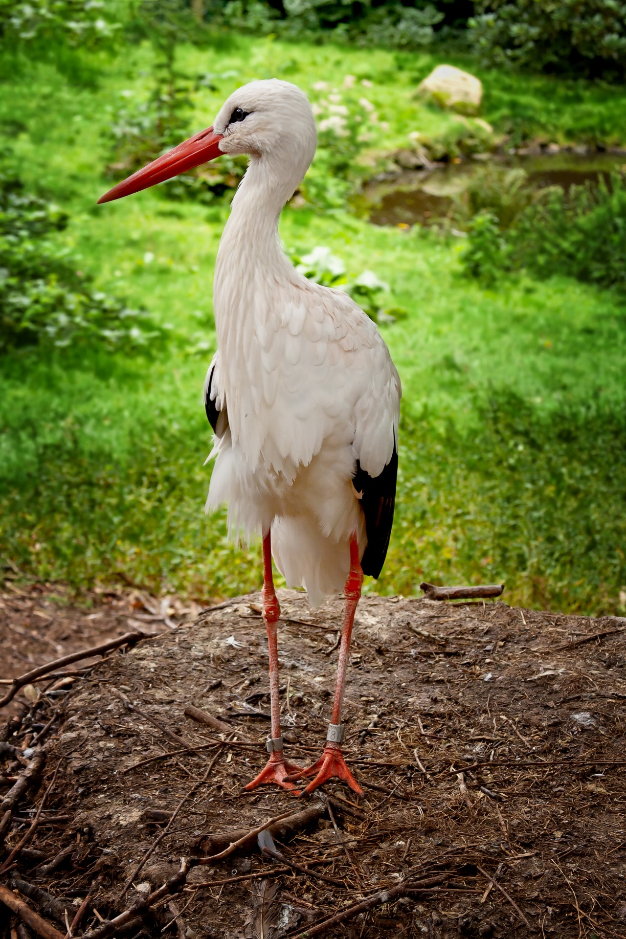 stork birth bird free photo