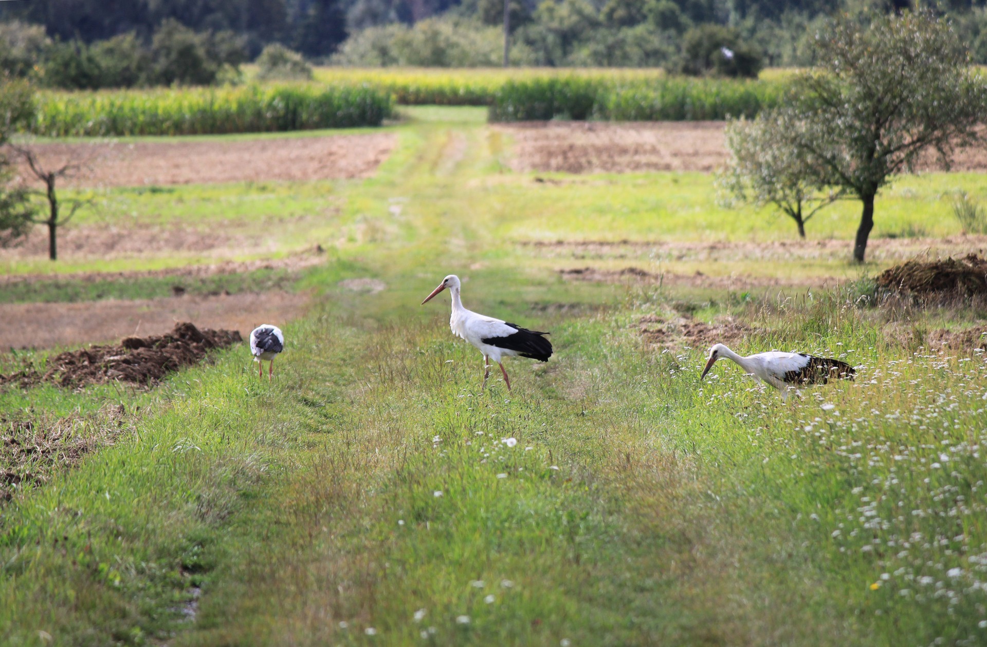 stork storks september free photo