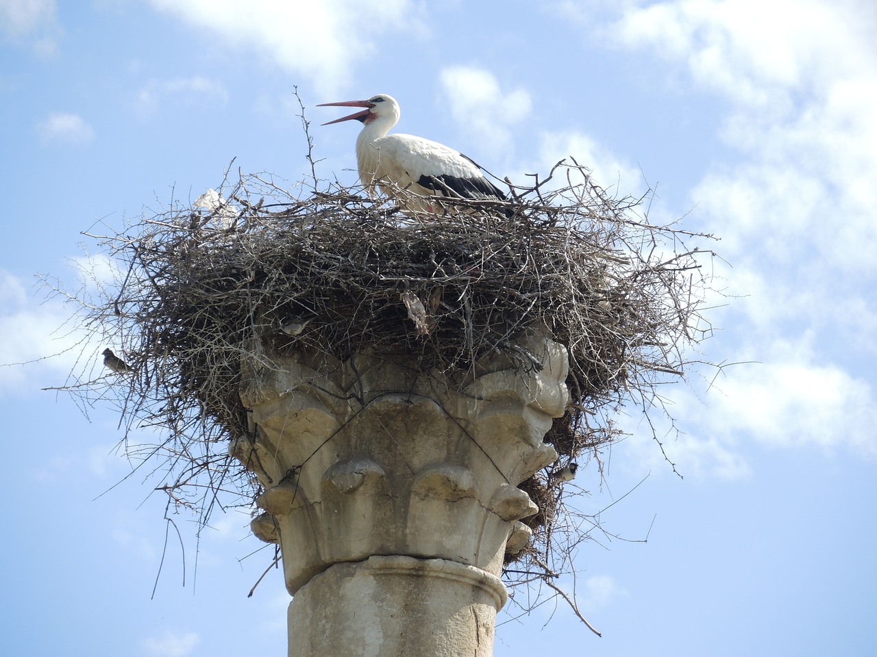 storchennest stork morocco free photo