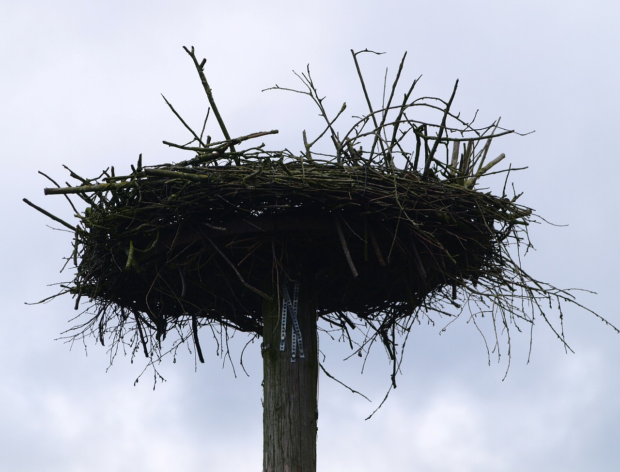 storchennest bird nest free photo