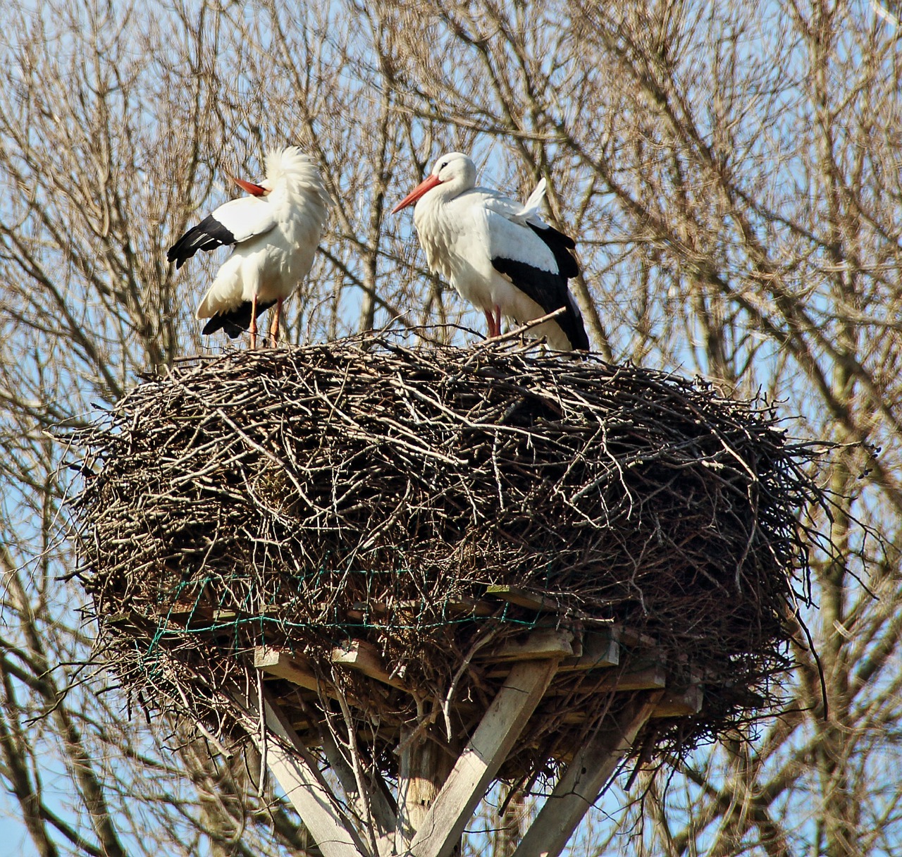storchennest stork couple storks free photo