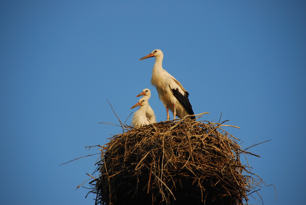 storchennest  stork  rattle stork free photo