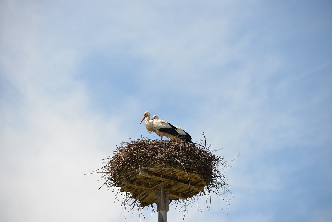 storchennest nest storks free photo