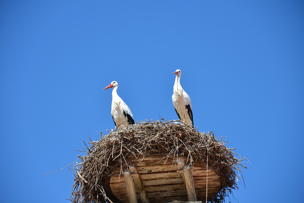 storchennest nest stork free photo
