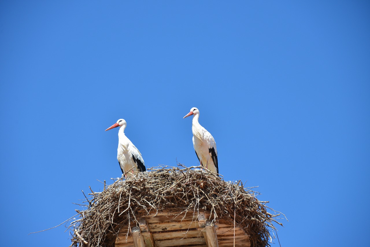 storchennest nest storks free photo