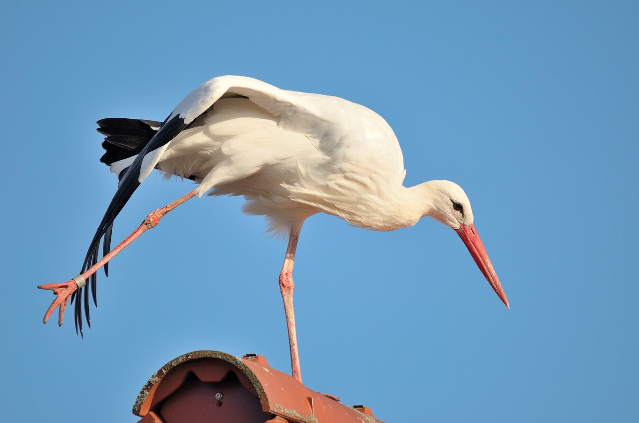 stork stretching funny free photo