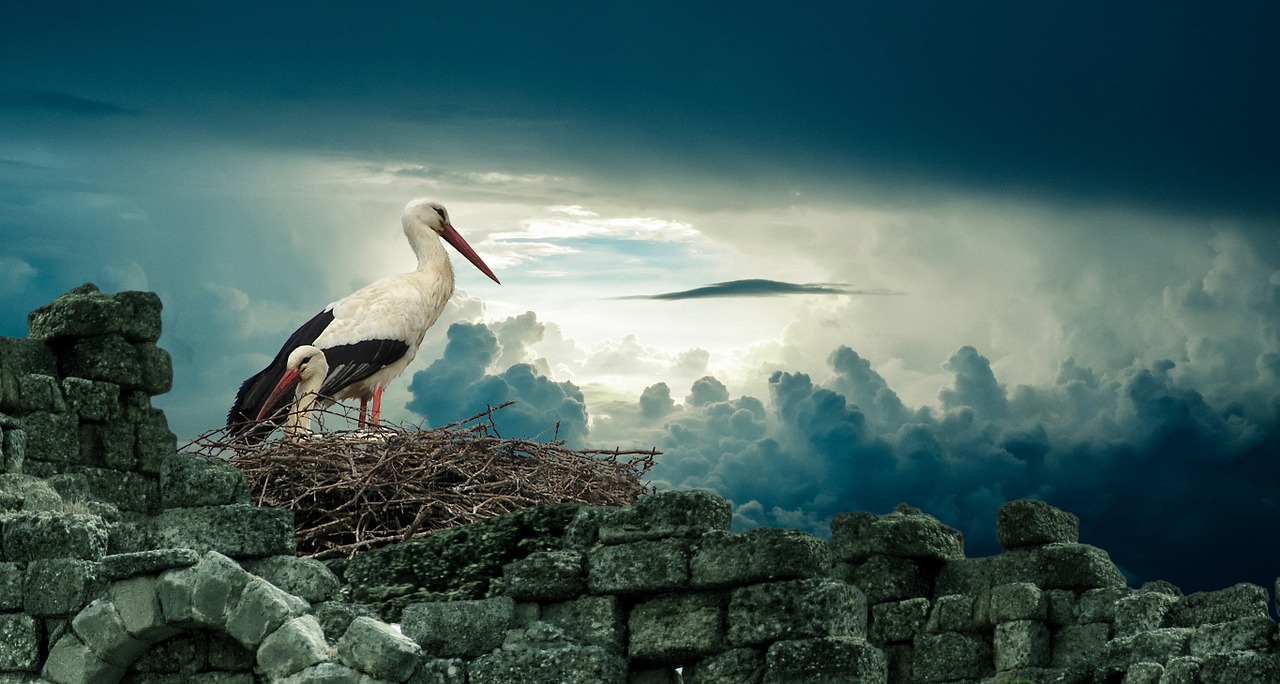 stork nest bird free photo