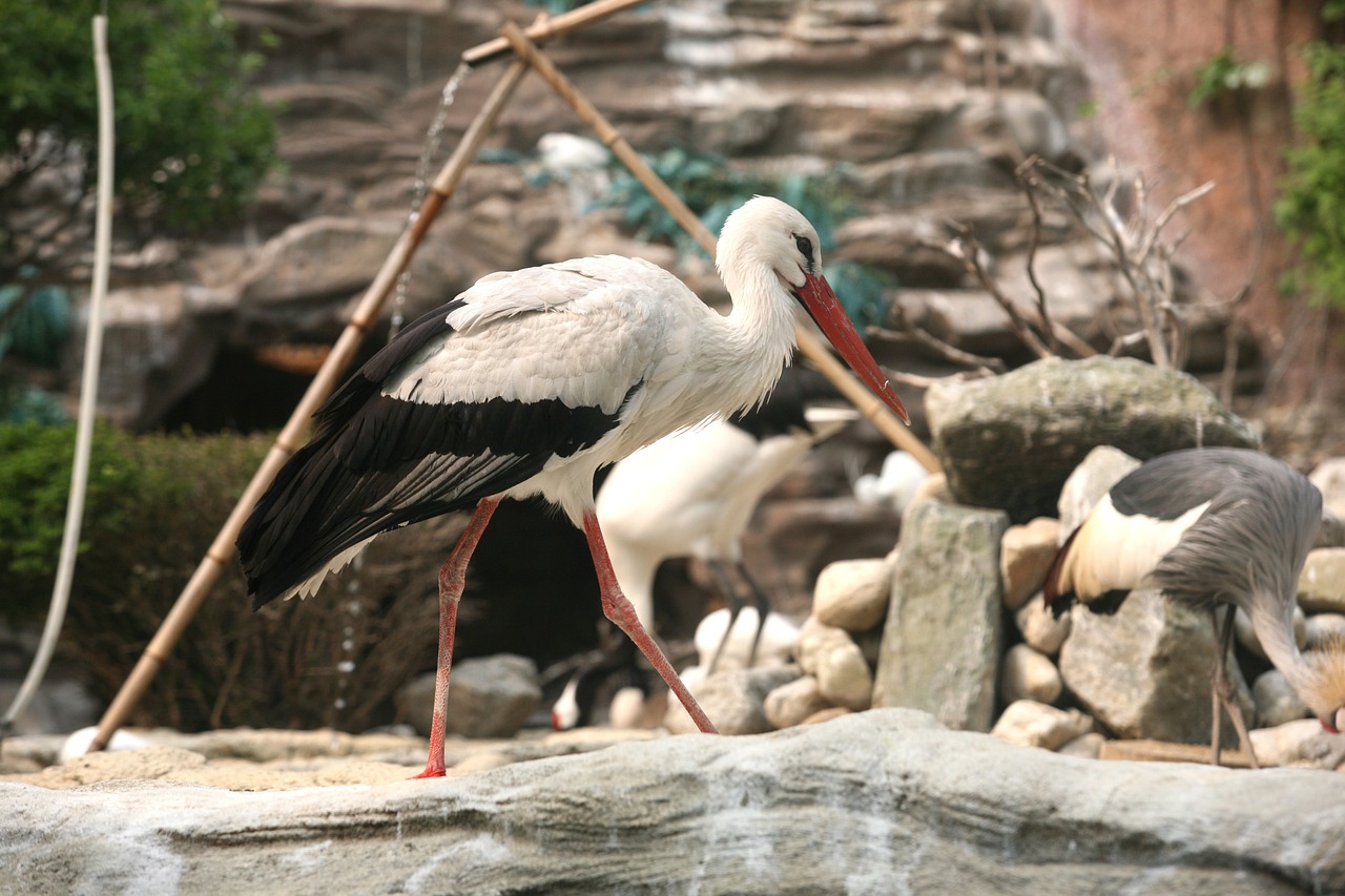 stork new animal free photo