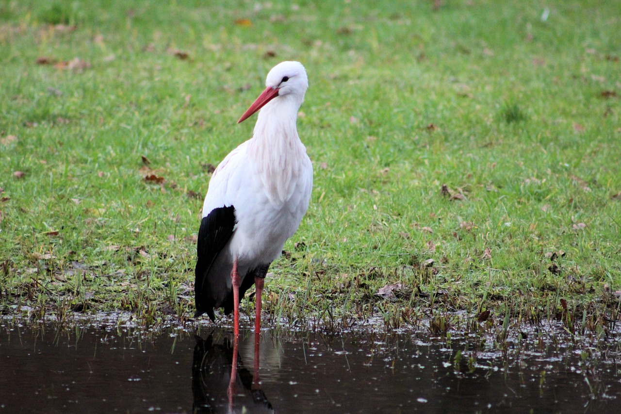 stork rattle stork zoo free photo