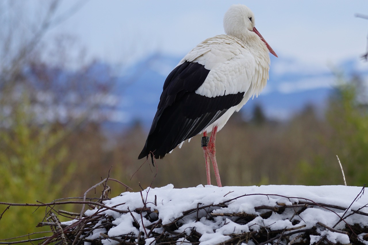 stork white stork eastern free photo