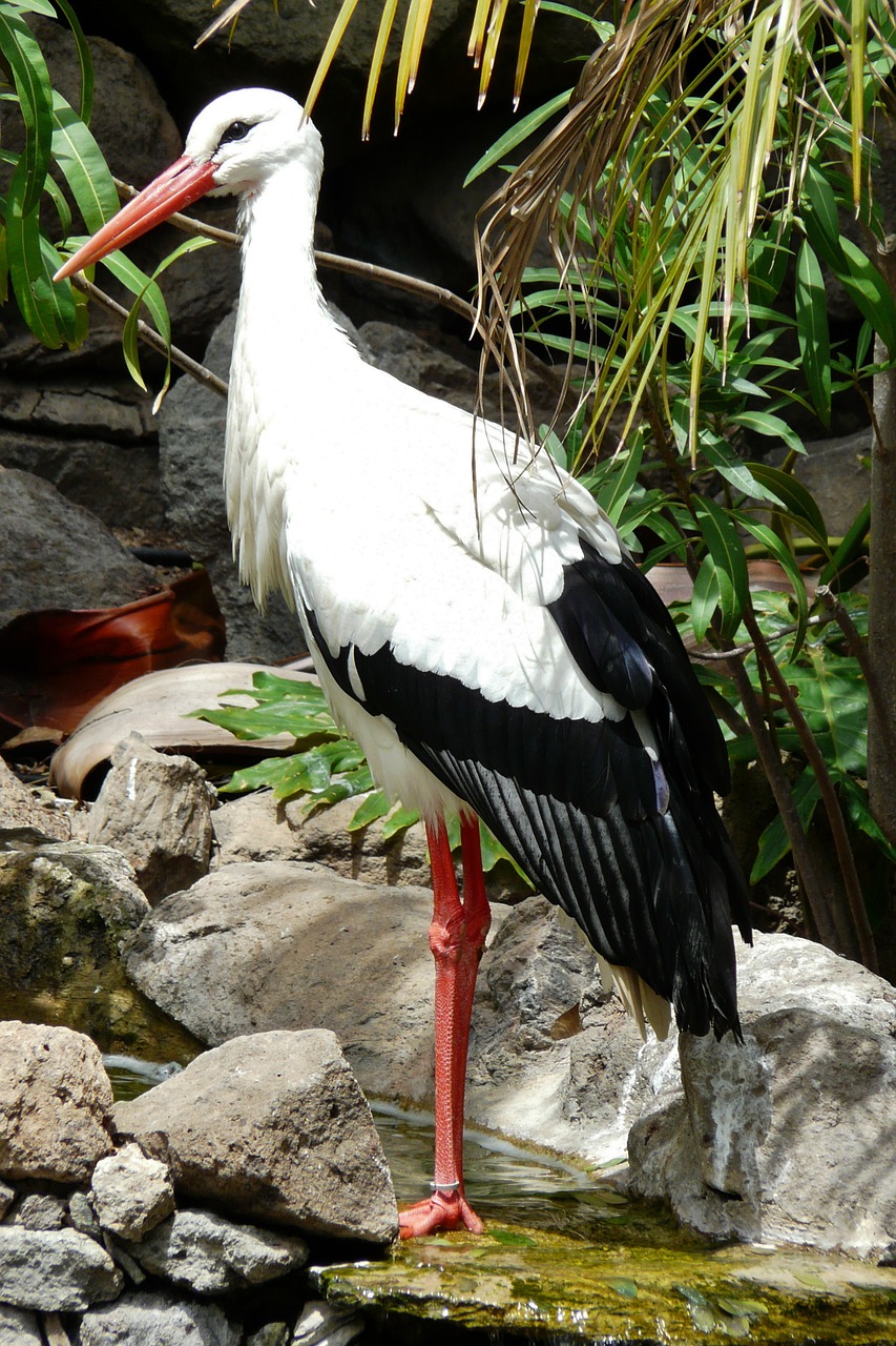 stork storks migratory birds free photo