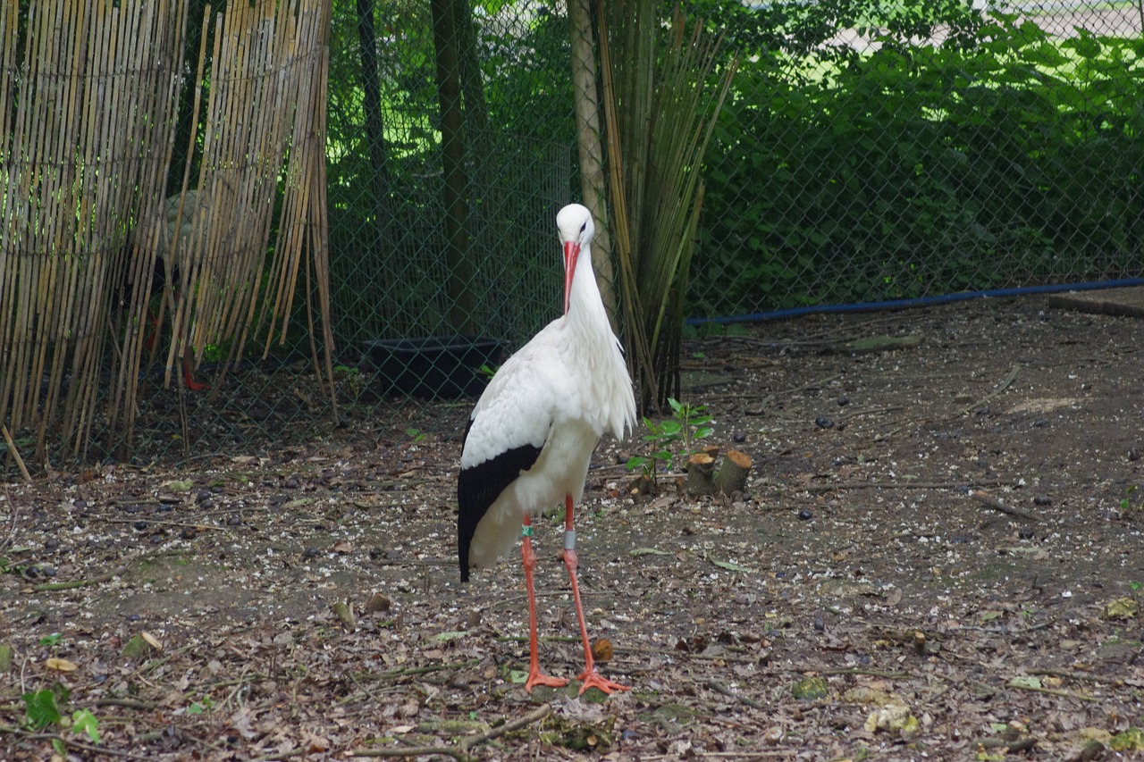 stork birds nature free photo