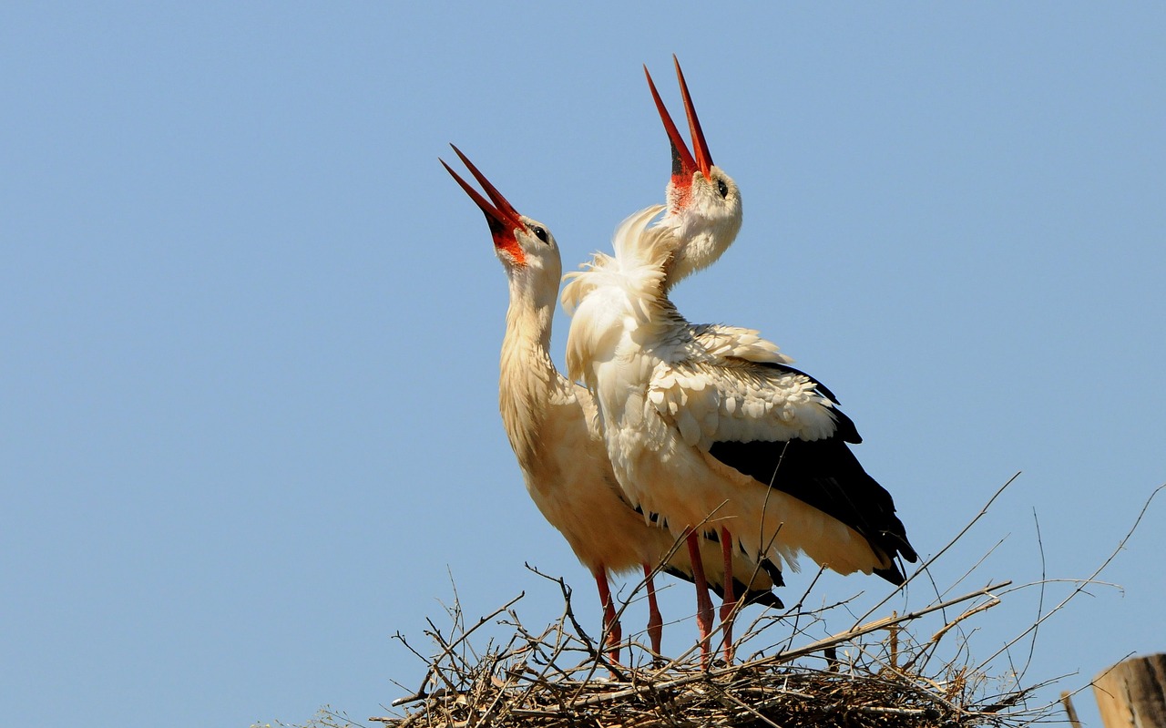 stork nest success free photo