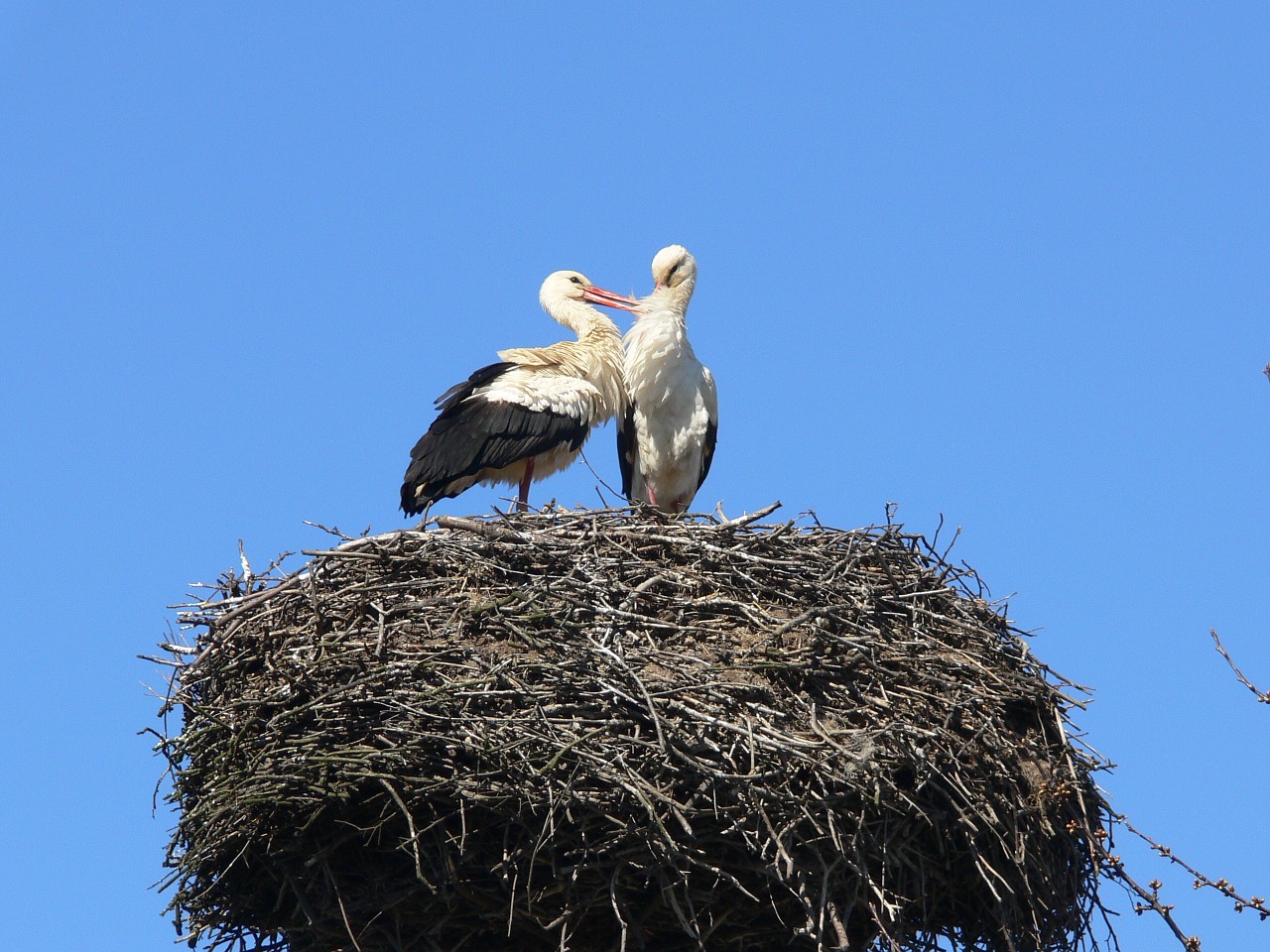 stork nest wildlife free photo