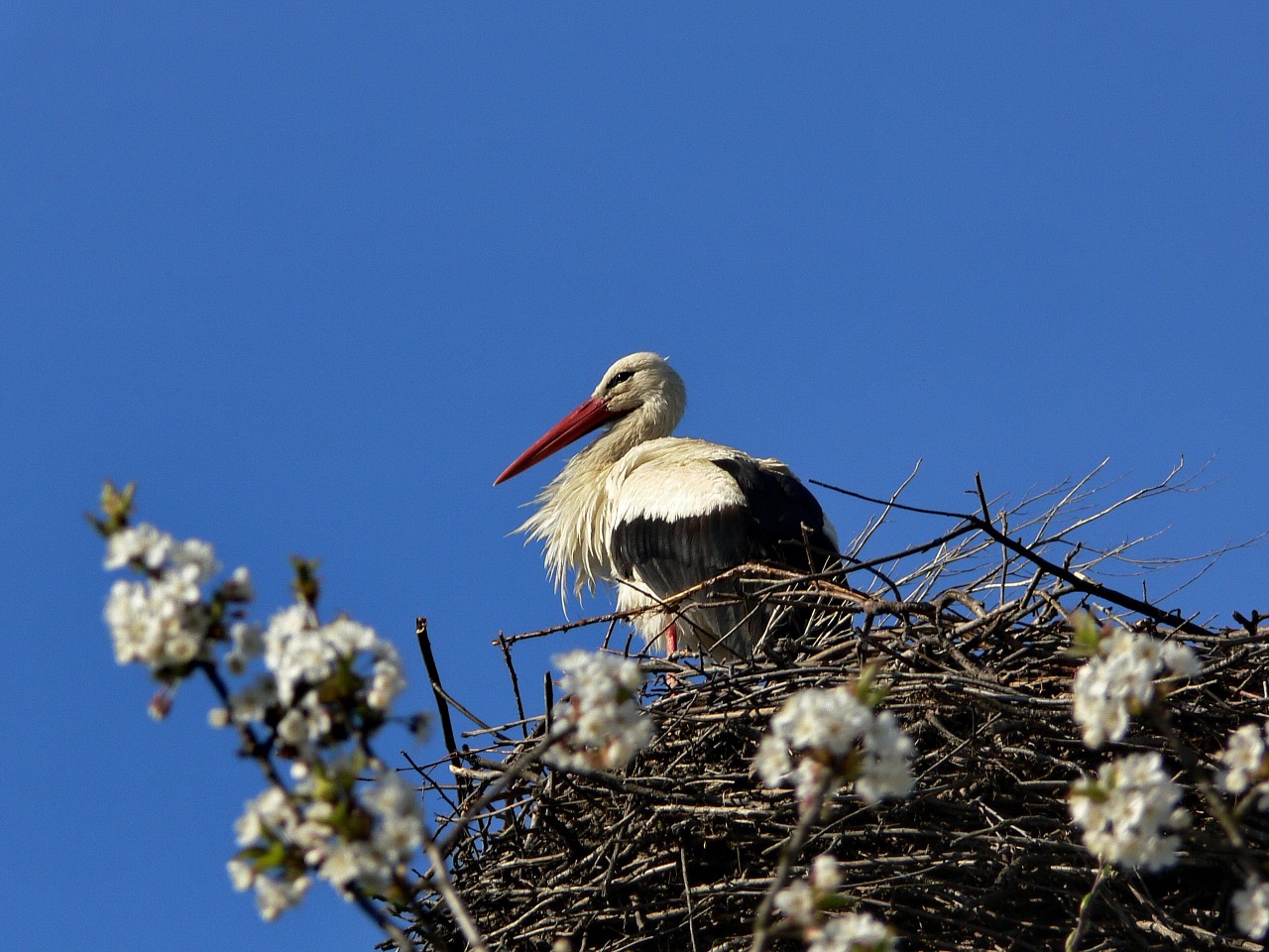 stork spring bird free photo