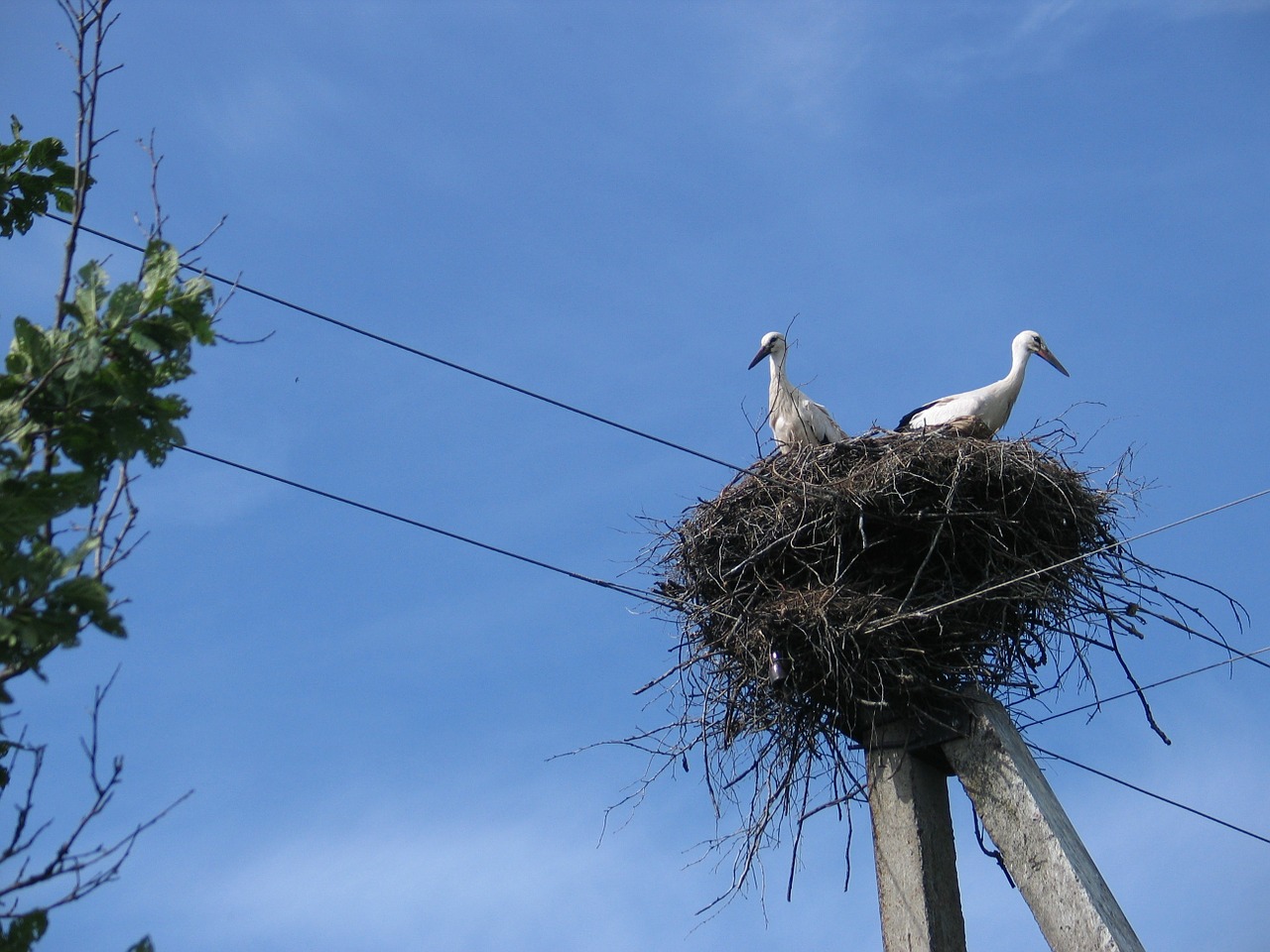 stork jack birds free photo