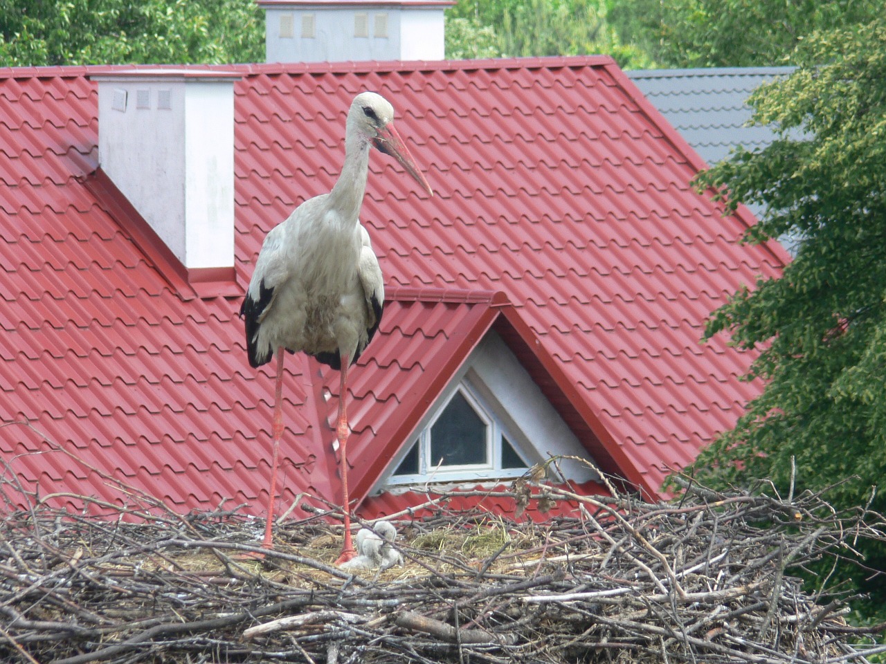 stork nest chicks free photo