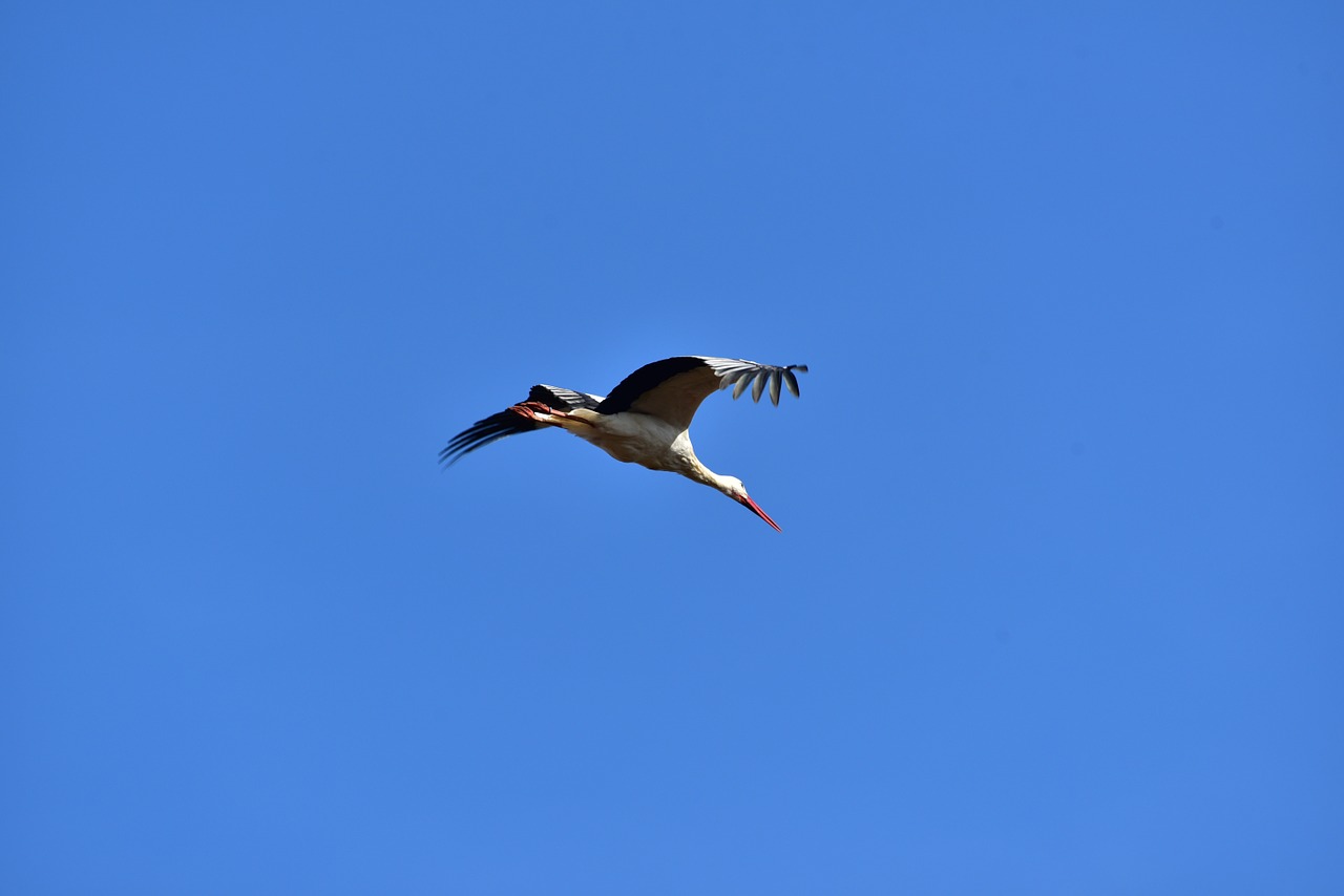 stork sky fly free photo