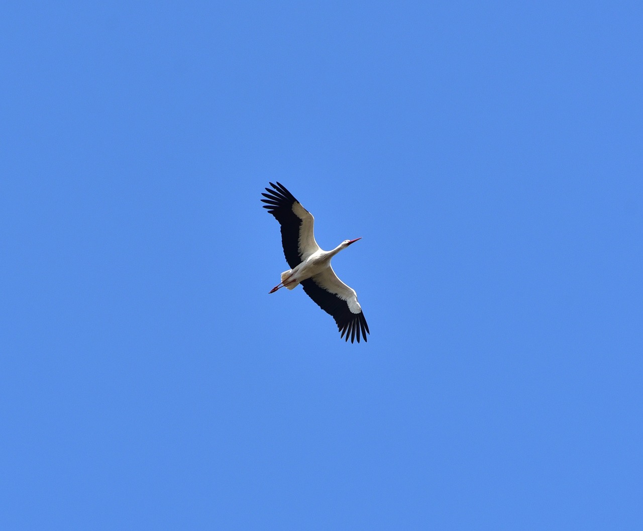 stork sky fly free photo