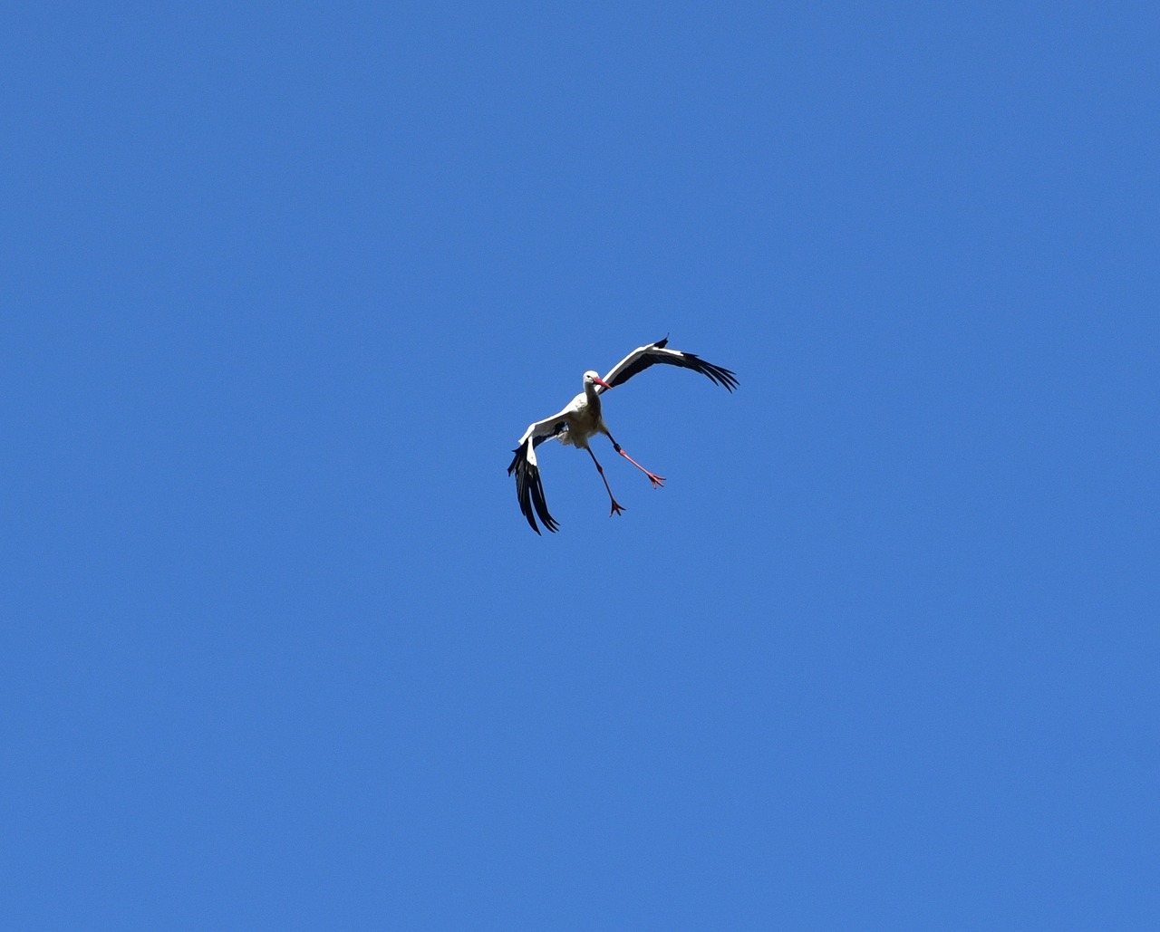 stork sky fly free photo