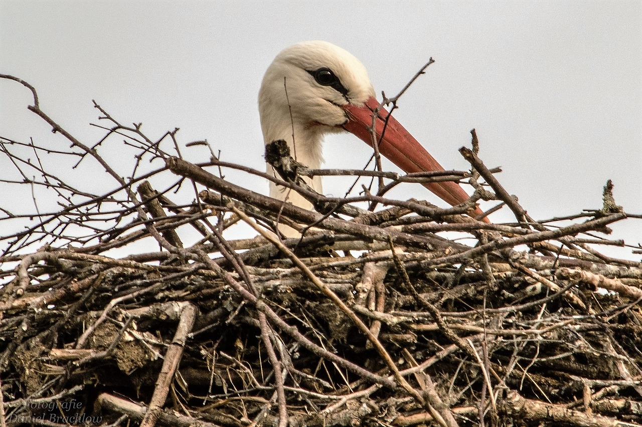 stork bird animal free photo