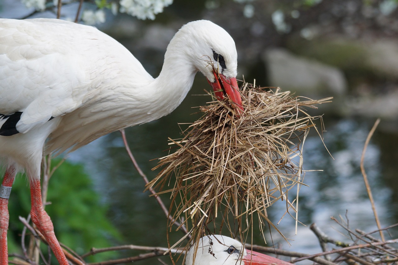 stork adebar white stork free photo