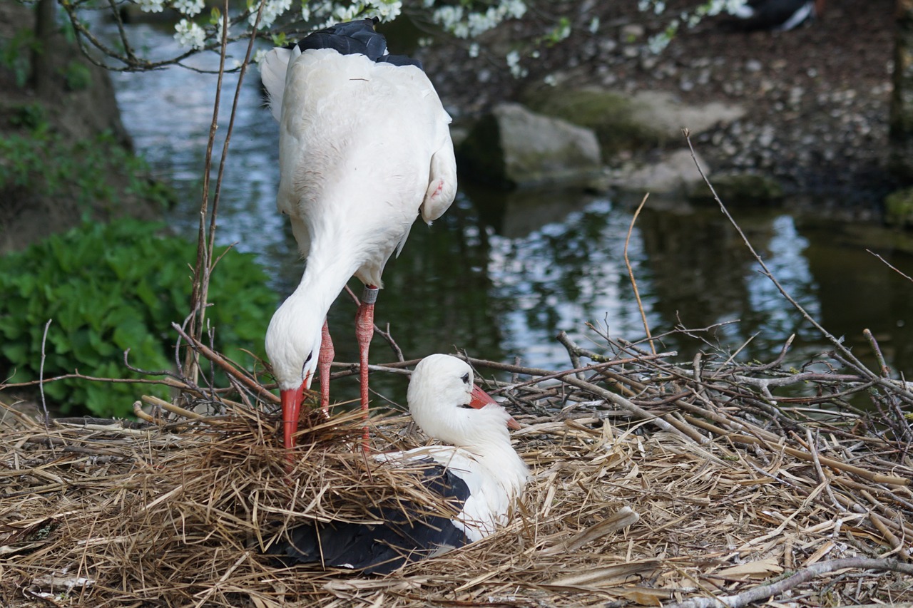 stork adebar white stork free photo